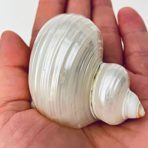 Gorgeous Ivory white off Pearl Natural Seashell Sea  Shell 12” Drop Necklace - Picture 7 of 12